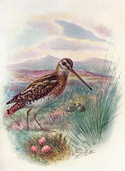 Snipe - Gallinago coelestis, c1910, 1910 od George James Rankin
