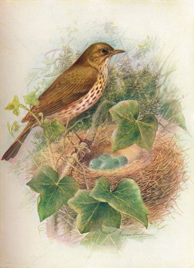Drozd zpěvný nebo Mavis - Turdus musicus, c1910, 1910 od George James Rankin