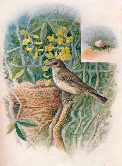 Muchař skvrnitý - Muscicapa grisola, c1910, 1910 od George James Rankin