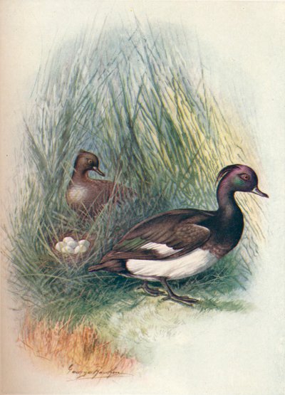 Kachna chocholatá - Fuligula cristata, c1910, 1910 od George James Rankin