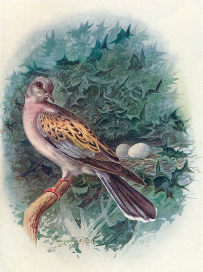 Turtle-Dove - Turtle communis, c1910, 1910 od George James Rankin