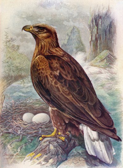 Orel mořský - Haliaetus albicilla, c1910, 1910 od George James Rankin