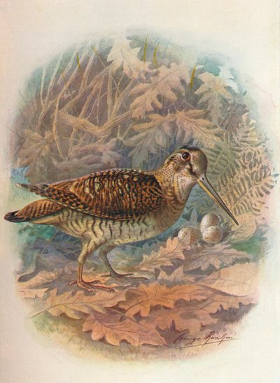 Skokan lesní - Scolopax rusticula, c1910, 1910 od George James Rankin