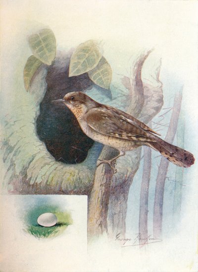 Wryneck - Iynx torquilla, c1910, 1910 od George James Rankin