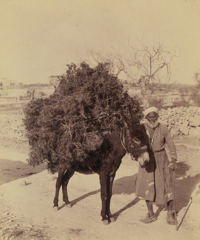 Oslík nesoucí náklad kořenů a větviček na palivo, Palestina, cca 1900 (foto)) od Bartolome Esteban and studio Murillo
