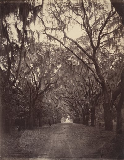 Hřbitov Bonaventure, čtyři míle od Savannah od George N. Barnard