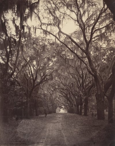 Bonaventure hřbitov, čtyři míle od Savannah, 1866. od George N. Barnard