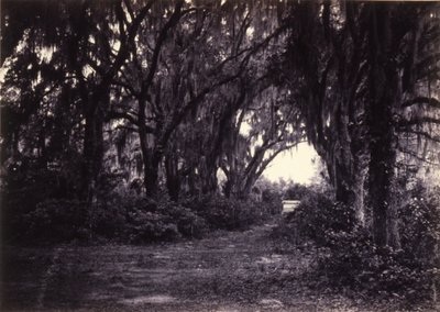 Bonaventure, Savannah, Georgia od George N. Barnard