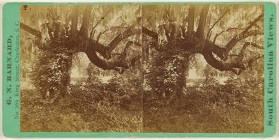 [Live Oaks, Magnolia Cemetery] od George N. Barnard