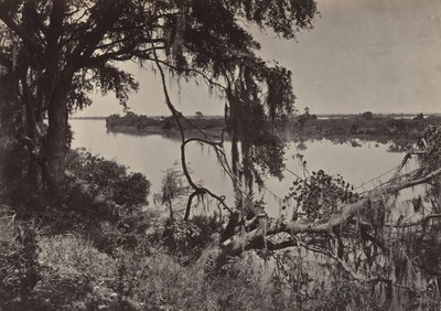 Řeka Savannah, poblíž Savannah, Georgia, 60. léta 19. století. od George N. Barnard