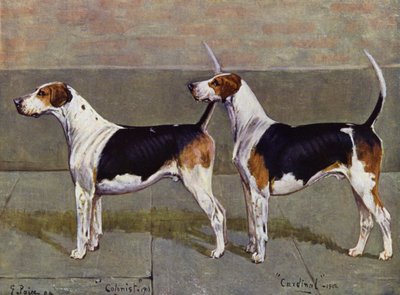 Kolonista a kardinál Puckeridge Foxhounds od George Paice