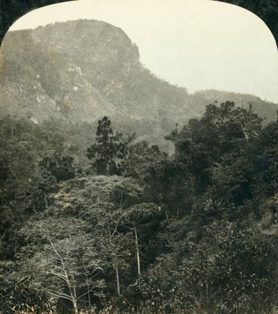 Tropická vegetace v Barron River Gorge,...Cairns, Queensland, Austrálie, c1909. od George Rose