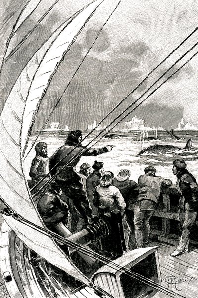 Na moři směrem k pólu: posádka lodi (plachetnice) vidí skupinu velryb. Ilustrace románu Julese Verna (1828-1905) "" Ledová sfinga "" od George Roux