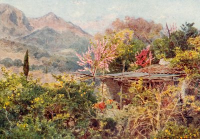 Orange Grove, Mentone (barevná litografie) od George Samuel Elgood