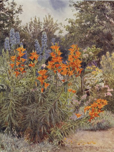 Oranžové lilie a Larkspur od George Samuel Elgood