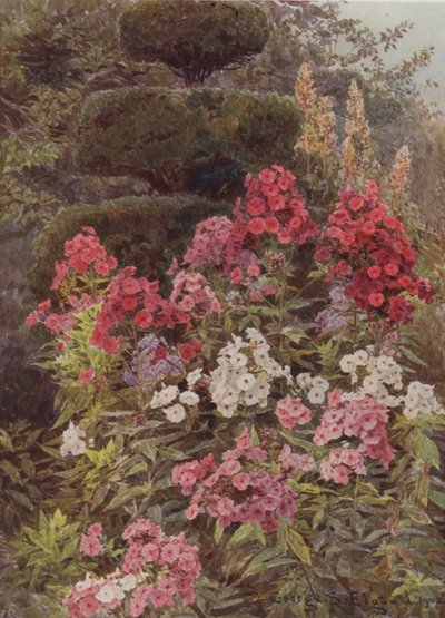 Flox od George Samuel Elgood