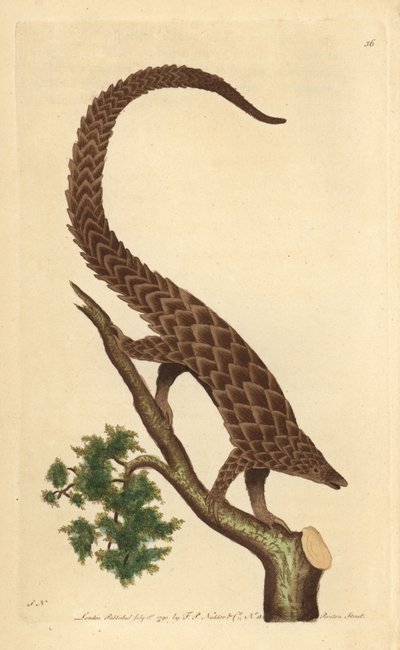 Manis čtyřprstý, Pangolin dlouhoocasý nebo Pangolin černobřichý, z „The Naturalist