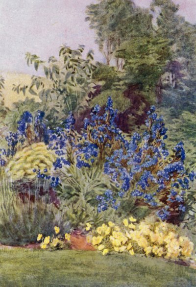 Odrůda Anchusa Italica Dropmore, Dropmore Alkanet, s Clematis recta a Violas (barva lito) od George Soper