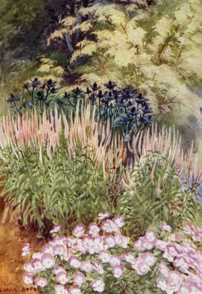 Veronica spicata rosea, s Eryngium a violami (barva lito) od George Soper