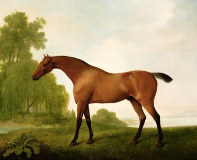 Bay plnokrevník v krajině od George Stubbs