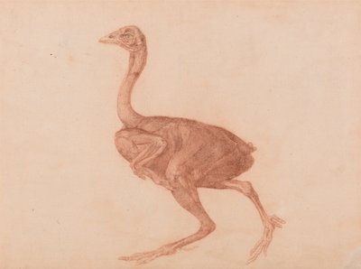Srovnávací anatomický výklad stavby lidského těla s tělem tygra a běžné drůbeže: Dorking Hen, boční pohled od George Stubbs
