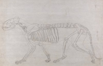 Srovnávací anatomický výklad stavby lidského těla s tělem tygra a běžné drůbeže: Tygří kostra, boční pohled od George Stubbs