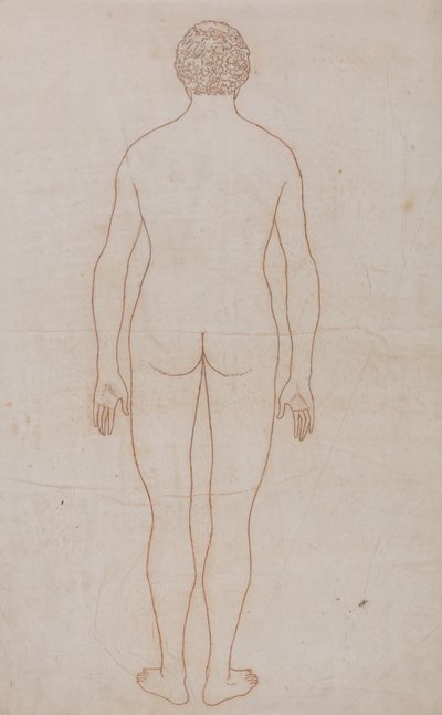 Srovnávací anatomický výklad stavby lidského těla s tělem tygra a běžné drůbeže: (nákres k tabulce VII): Lidské tělo, pohled zezadu (nákres k tabulce VII) od George Stubbs