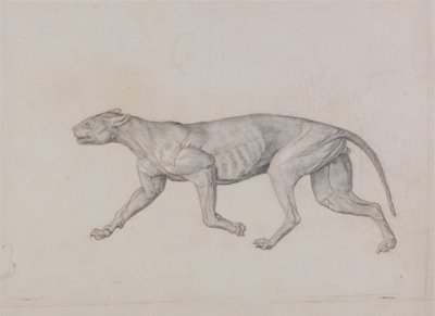 Srovnávací anatomický výklad stavby lidského těla s tělem tygra a běžné drůbeže:  Tělo leoparda, boční pohled od George Stubbs