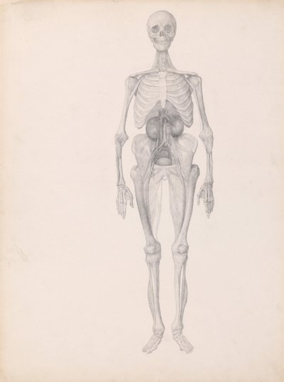 Srovnávací anatomický výklad stavby lidského těla s tělem tygra a běžné drůbeže:  (Dokončená studie závěrečné fáze pitvy) od George Stubbs
