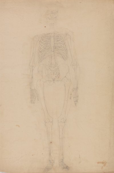 Srovnávací anatomický výklad stavby lidského těla s tělem tygra a běžné drůbeže: Lidská kostra, přední pohled od George Stubbs