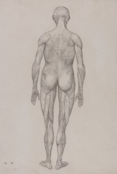 Srovnávací anatomický výklad stavby lidského těla s tělem tygra a běžné drůbeže: (téměř totožný s dokončenou kresbou pro tabulku XII) od George Stubbs