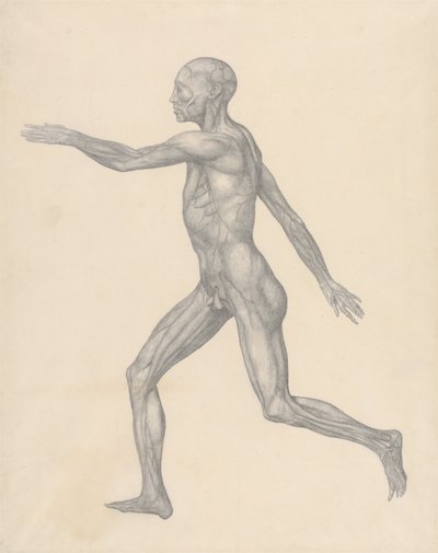 Srovnávací anatomický výklad stavby lidského těla s tělem tygra a běžné drůbeže: (Dokončená studie k tabulce XIII) od George Stubbs
