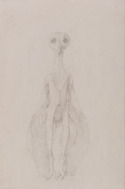 Srovnávací anatomický výklad stavby lidského těla s tělem tygra a běžné drůbeže: Stojící sova, pohled zepředu od George Stubbs