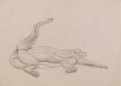 Srovnávací anatomický výklad stavby lidského těla s tělem tygra a běžné drůbeže: Tygr, ležící, při pohledu zvenčí od George Stubbs
