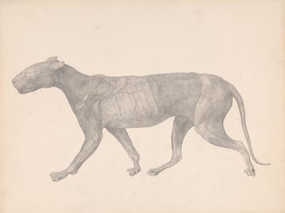 Srovnávací anatomický výklad stavby lidského těla s tělem tygra a běžné drůbeže:  (Dokončená studie pro tabulku IX) od George Stubbs