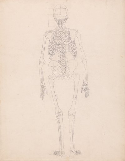 Srovnávací anatomický výklad stavby lidského těla s tělem tygra a běžné drůbeže: Lidská kostra, zadní pohled od George Stubbs