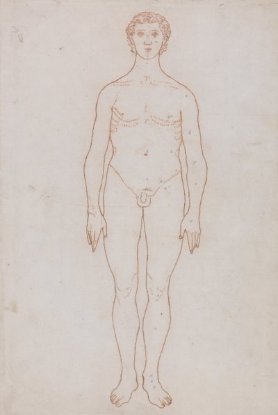 Srovnávací anatomický výklad stavby lidského těla s tělem tygra a běžné drůbeže: (nákres k tabulce VI) od George Stubbs