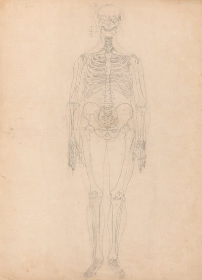 Srovnávací anatomický výklad stavby lidského těla s tělem tygra a běžné drůbeže: Lidská kostra, přední pohled od George Stubbs