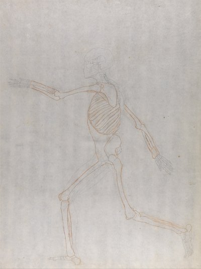 Srovnávací anatomický výklad stavby lidského těla s tělem tygra a běžné drůbeže: Lidská kostra, boční pohled od George Stubbs