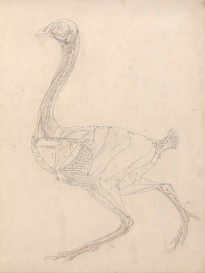 Srovnávací anatomický výklad stavby lidského těla s tělem tygra a běžné drůbeže: (Studie ke klíčovému obrázku k tabulce XV) od George Stubbs