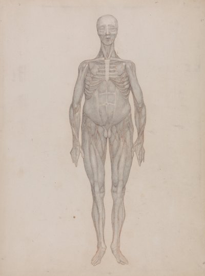 Srovnávací anatomický výklad stavby lidského těla s tělem tygra a běžné drůbeže: (zamýšlený pro desku, která nebyla nikdy vydána). od George Stubbs