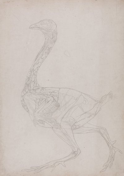 Srovnávací anatomický výklad stavby lidského těla s tělem tygra a běžné drůbeže:  (Náčrt, související s tabulkou XV) od George Stubbs