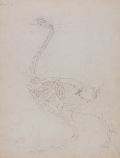 Srovnávací anatomický výklad stavby lidského těla s tělem tygra a běžné drůbeže:  Tělo ptáka, boční pohled od George Stubbs