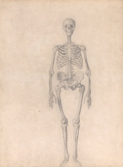Srovnávací anatomický výklad stavby lidského těla s tělem tygra a běžné drůbeže: (Dokončená studie k tabulce I) od George Stubbs