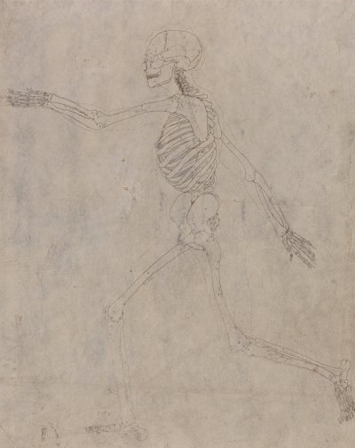 Srovnávací anatomický výklad stavby lidského těla s tělem tygra a běžné drůbeže: Lidská kostra, boční pohled od George Stubbs