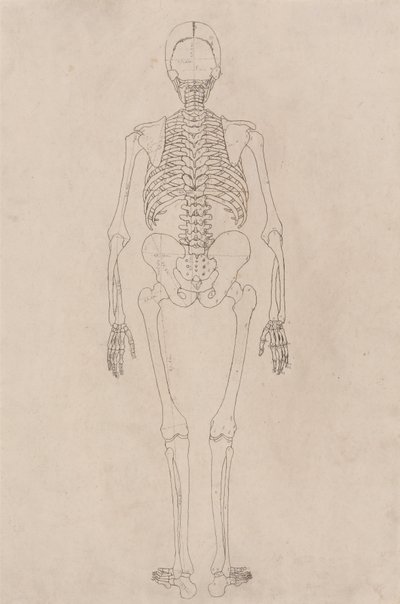 Srovnávací anatomický výklad stavby lidského těla s tělem tygra a běžné drůbeže: Lidská kostra, zadní pohled (Vztahuje se k tabulce II) od George Stubbs