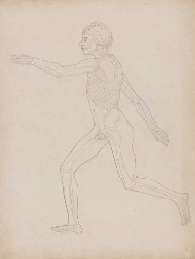 Srovnávací anatomický výklad stavby lidského těla s tělem tygra a běžné drůbeže: Obrázek člověka, boční pohled od George Stubbs