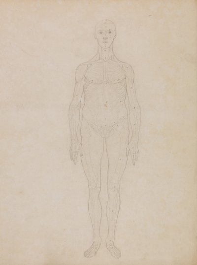 Srovnávací anatomický výklad stavby lidského těla s tělem tygra a běžné drůbeže: (Pravděpodobně souvisí s tabulkou XI) od George Stubbs