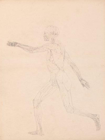 Srovnávací anatomický výklad stavby lidského těla s tělem tygra a běžné drůbeže: (Pro klíčový obrázek k tabulce XIII) od George Stubbs