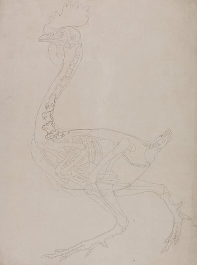 Srovnávací anatomický výklad stavby lidského těla s tělem tygra a běžné drůbeže:  Skelet ptáka, boční pohled od George Stubbs